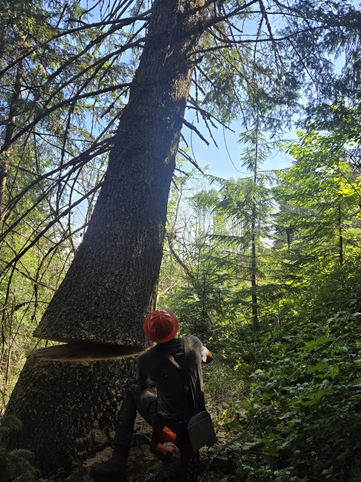 Sawyer in a hard hat making the felling cut on a large leaning tree