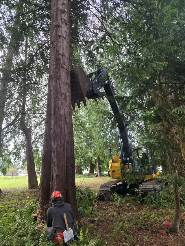 Sawyer kneeling at the base of a tall cedar with an excavator behind