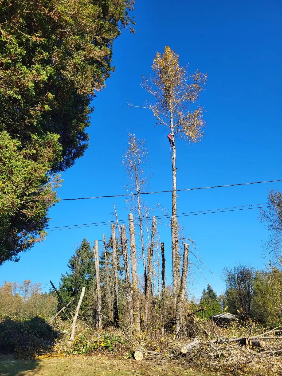 Climber working high in a tall birch above a row of topped trunks