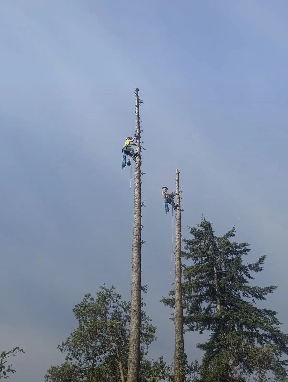 Two Walsar climbers working on limbed fir spars