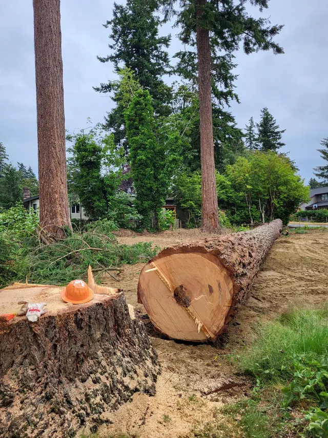 Felled pine beside its stump, with a hard hat resting on the cut