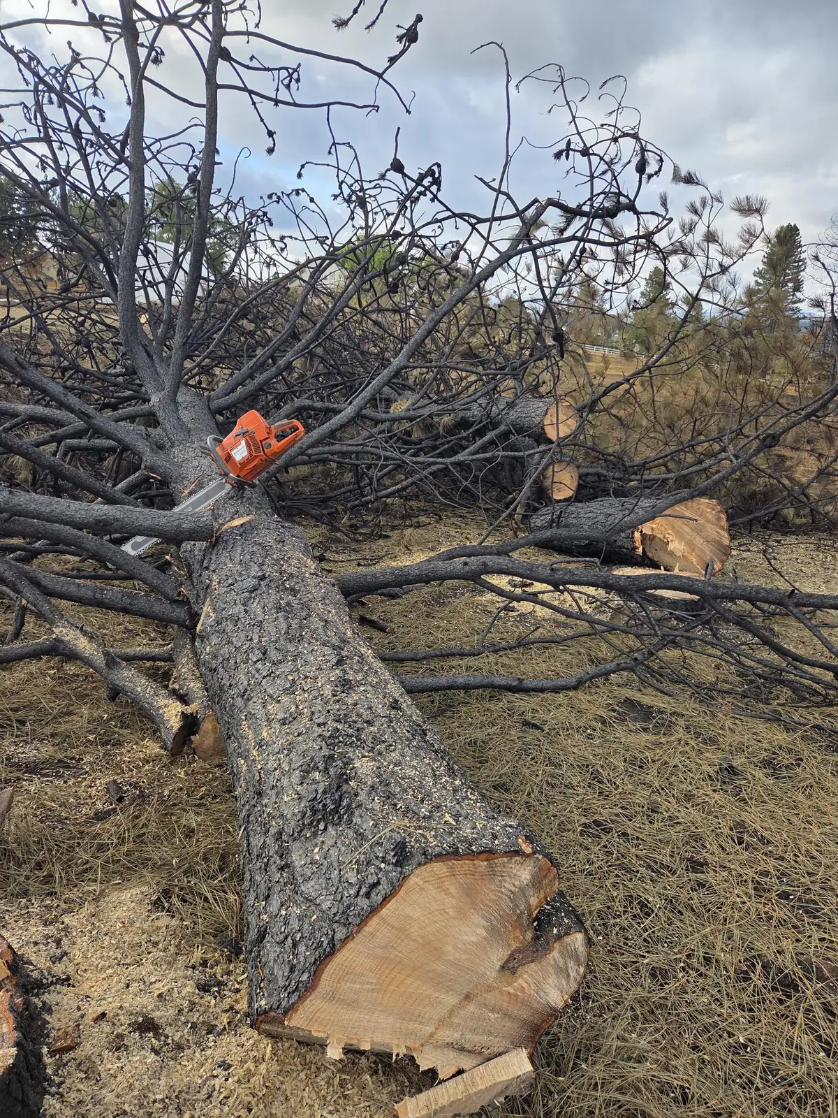 Chainsaw resting on a freshly felled pine