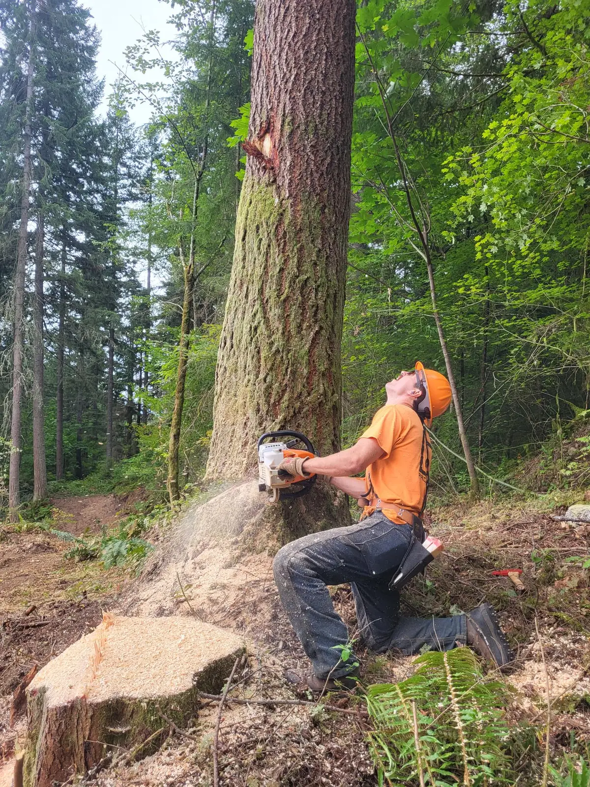 Walsar sawyer kneeling at the base of a fir mid-cut, looking up at the top
