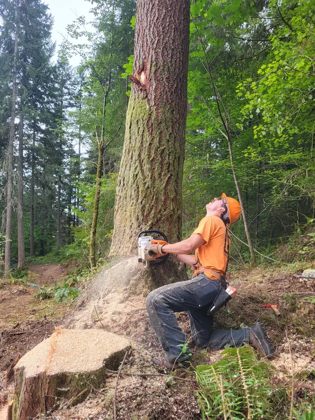 Walsar sawyer kneeling at the base of a fir mid-cut, looking up at the top