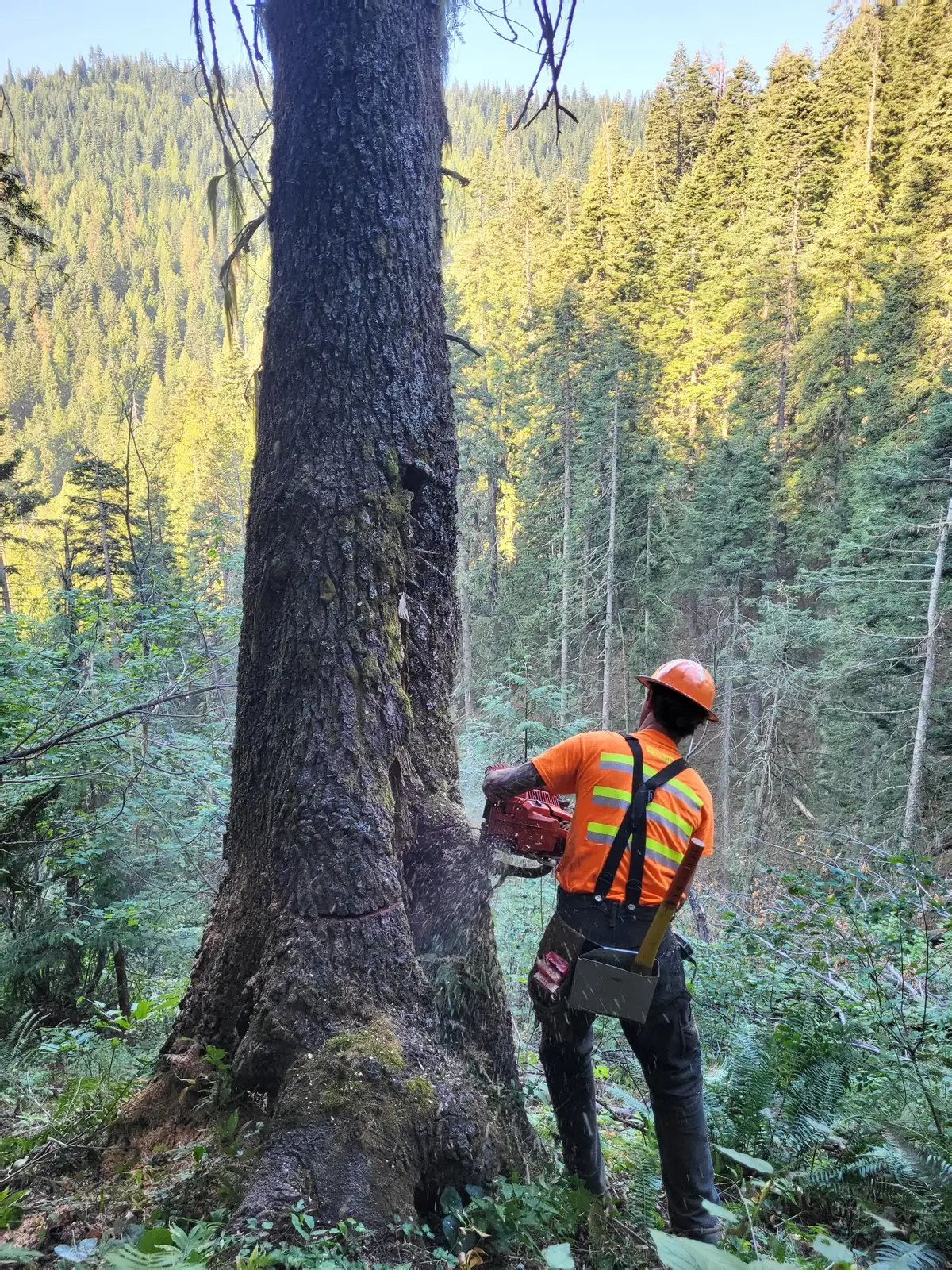 Walsar sawyer in a hard hat and hi-vis shirt sizing up a large fir