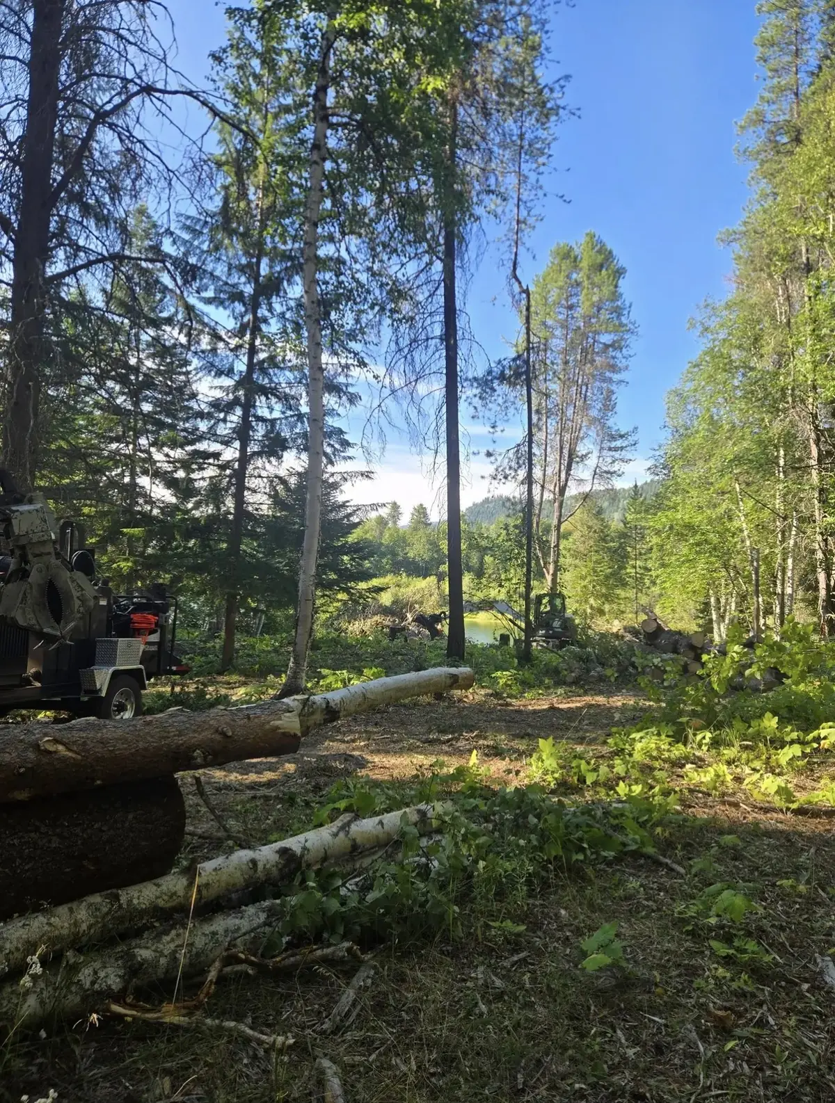 Thinned stand of pines with the brush cleared underneath