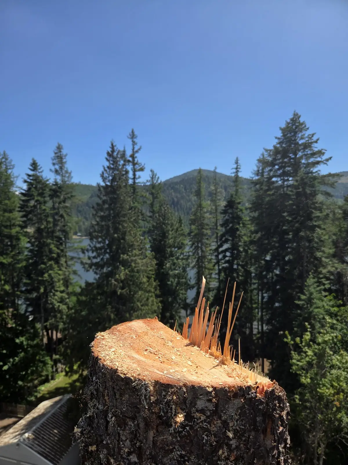 Fresh-cut stump overlooking a lake and forested mountains