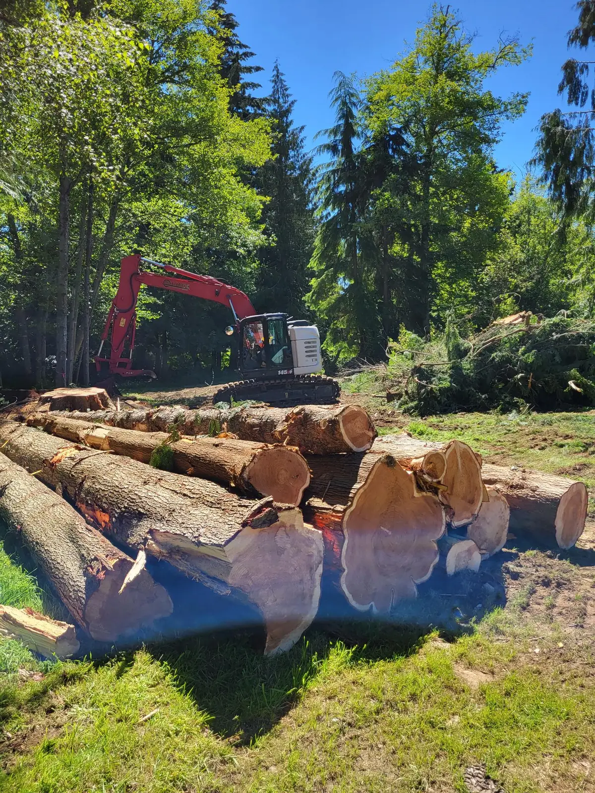 Stack of fresh-cut logs with a log loader behind it