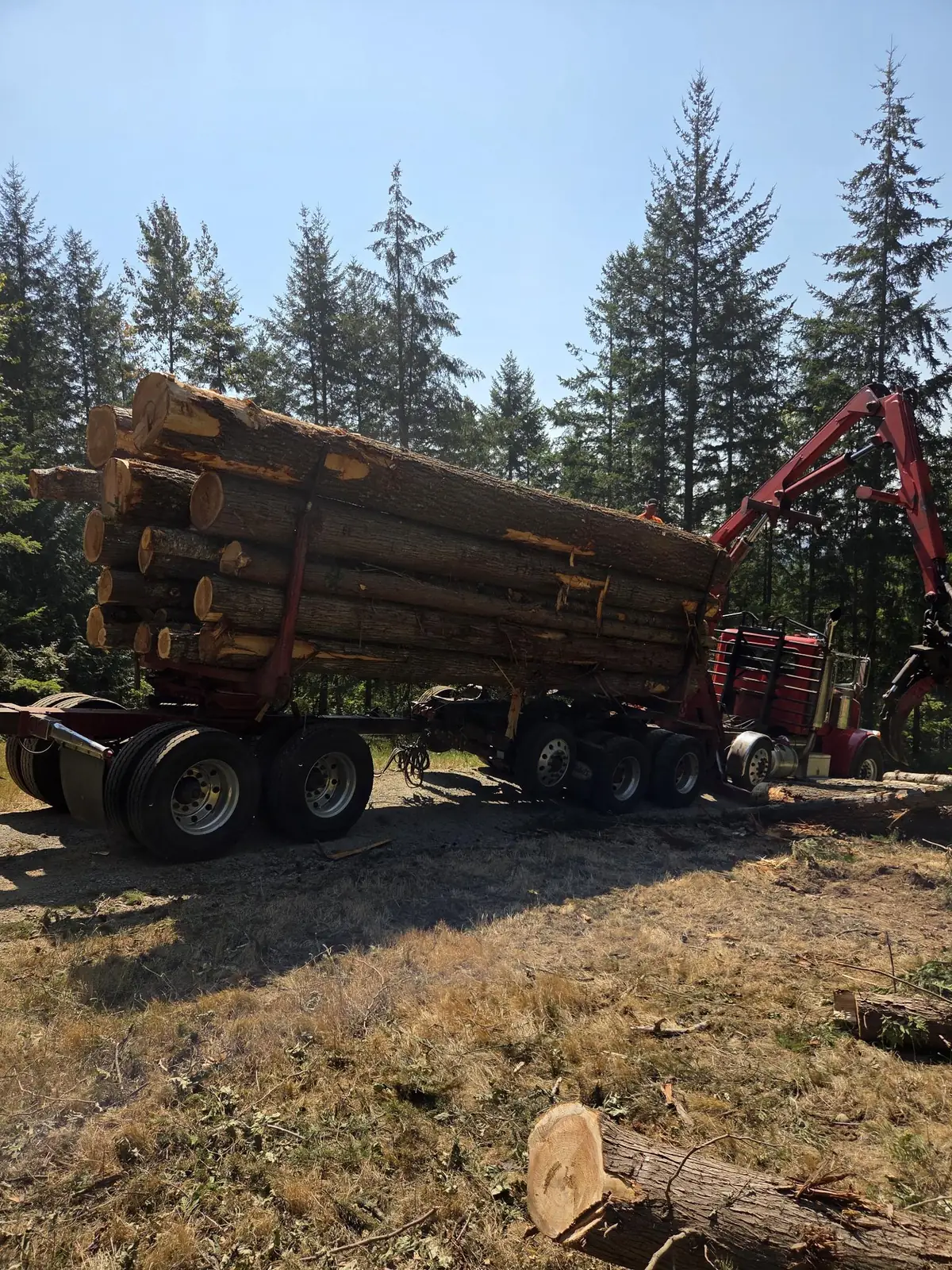Log truck loaded with fresh-cut logs on a cleared lot