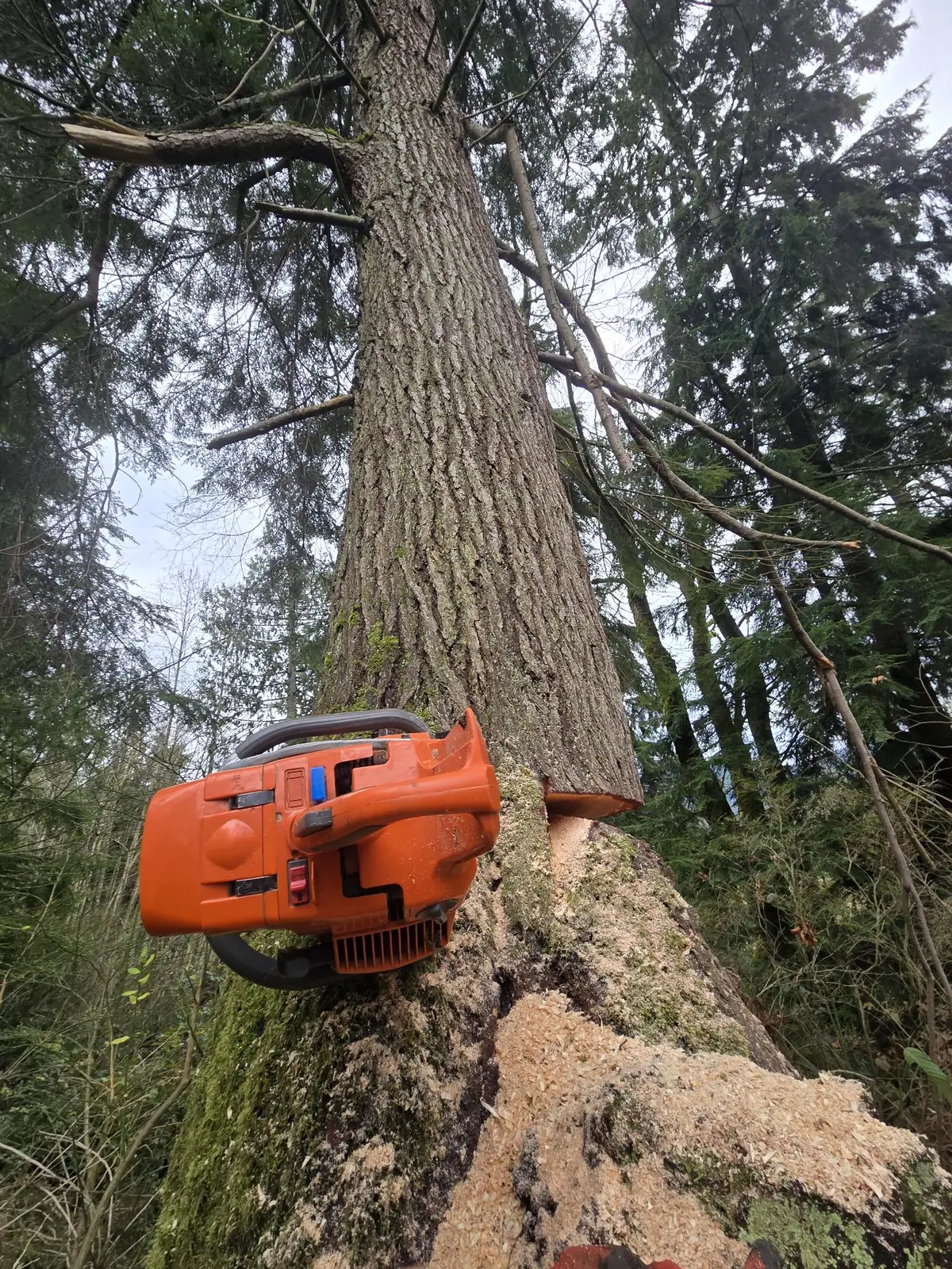 Chainsaw parked in the felling cut at the base of a large fir