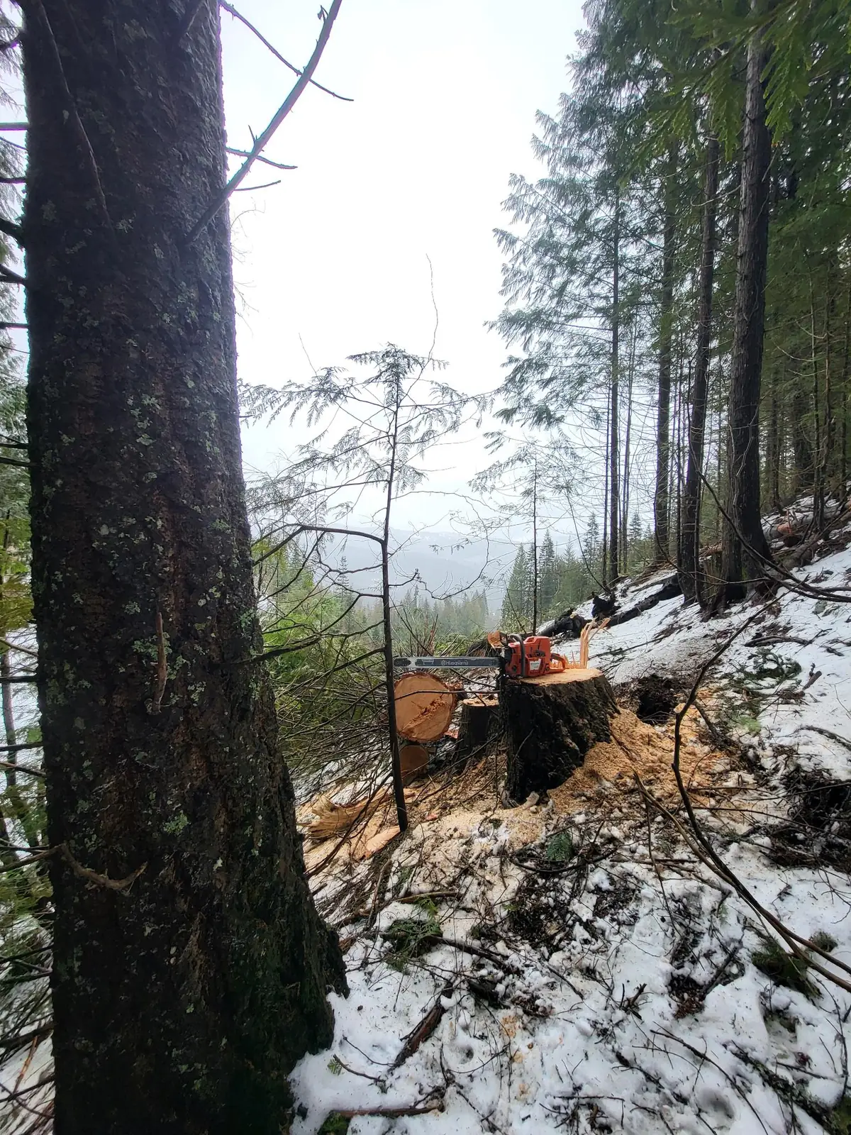 Chainsaw resting on a fresh-cut stump on a snowy, timbered hillside