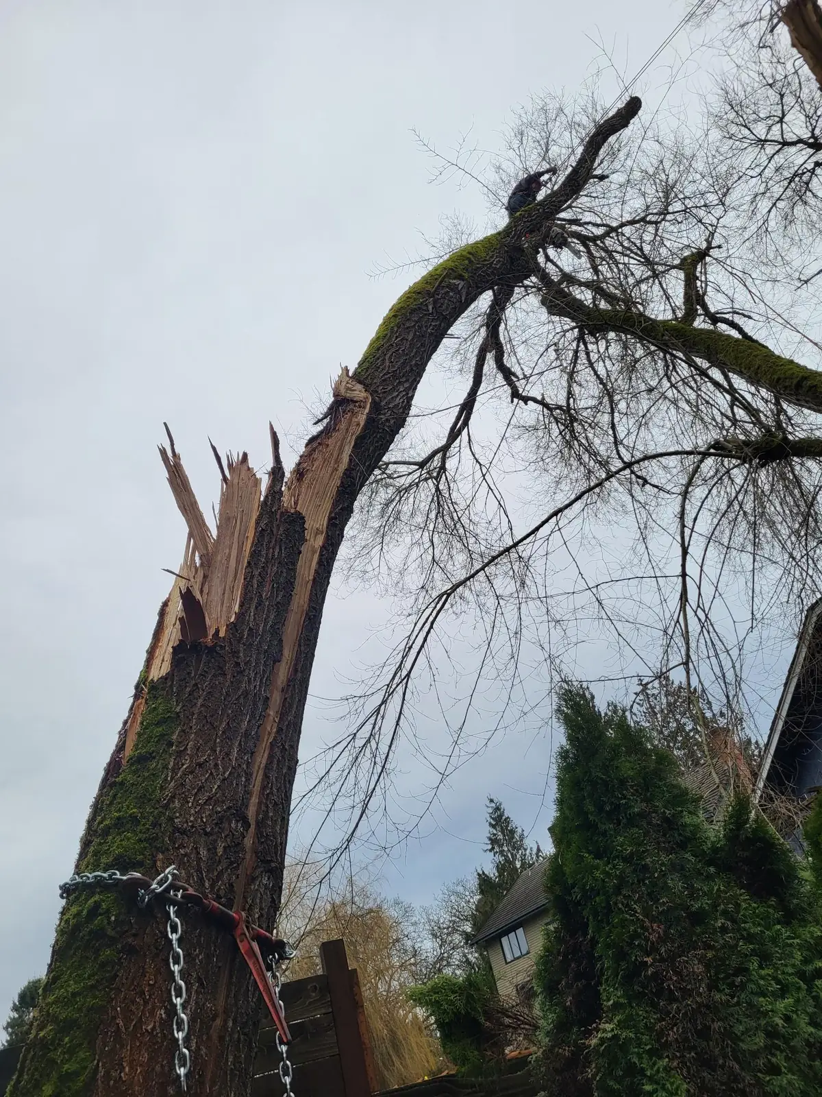 Split, storm-damaged trunk chained together beside a house