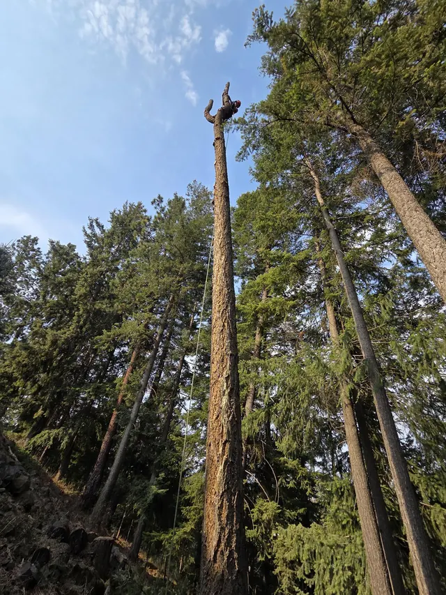 Tall limbed spar standing among conifers
