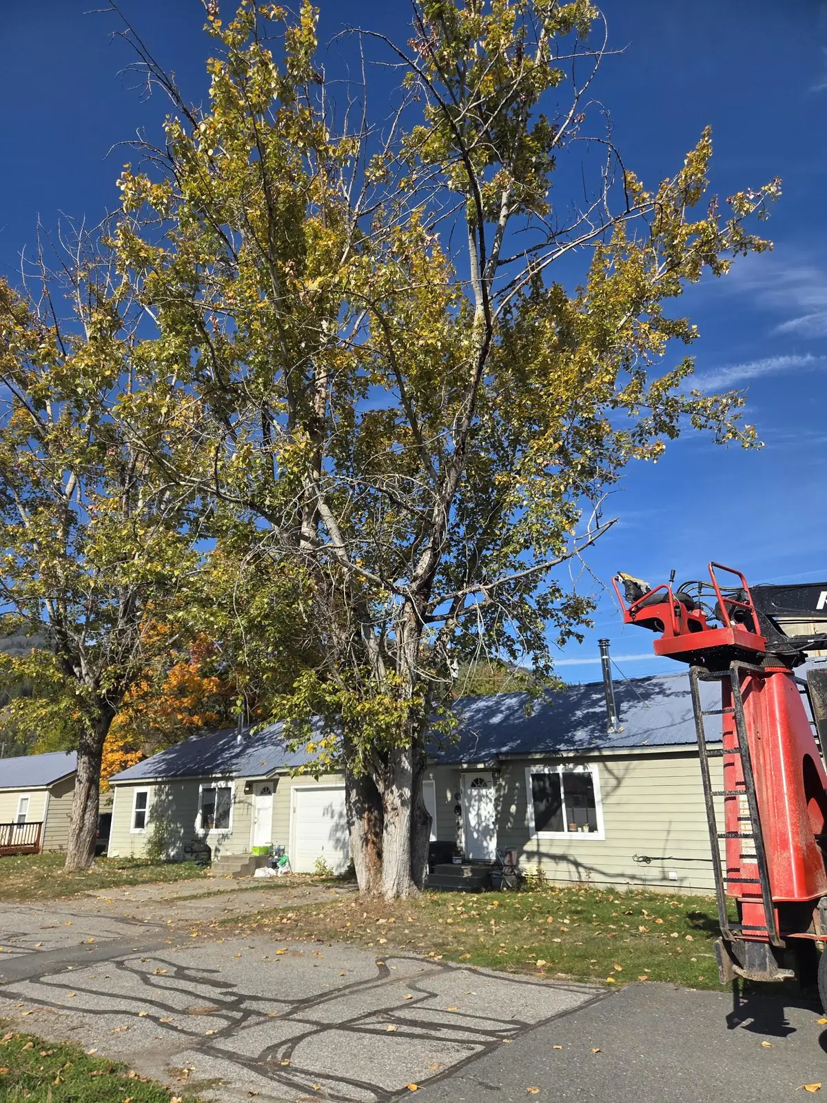 Large tree beside a house with Walsar's loader truck set up alongside