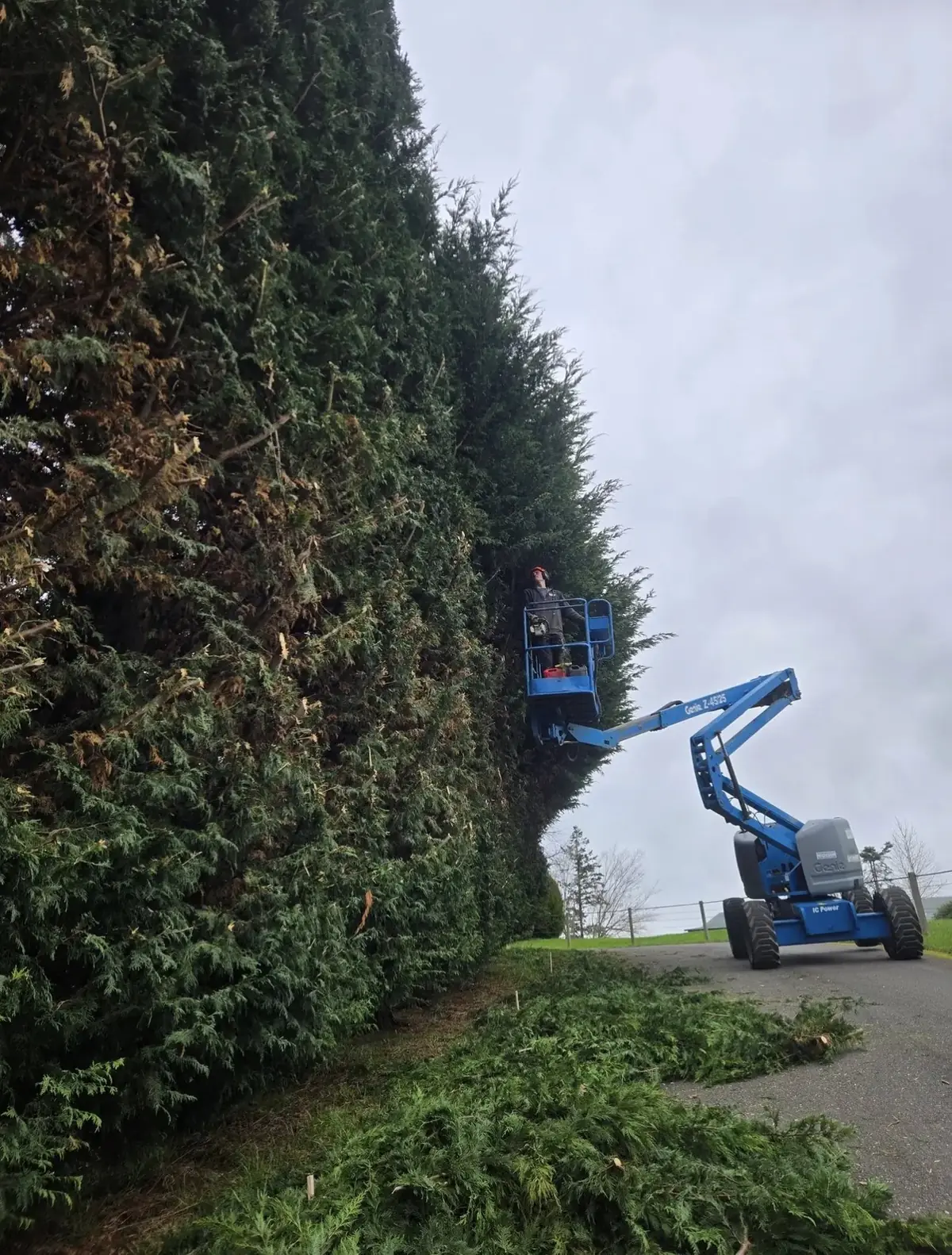 Crew trimming a tall hedge row from a boom lift